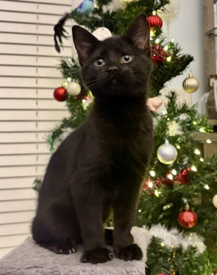 VELCRO - Domestic Short Hair available for adoption