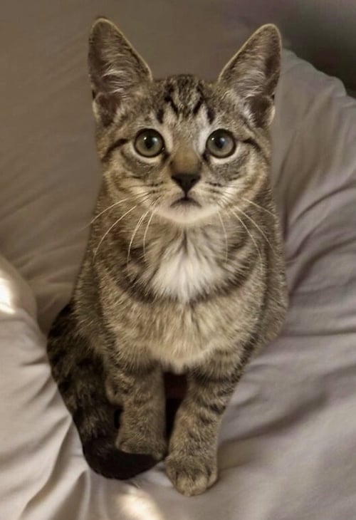 MABEL - Tabby / Domestic Short Hair available for adoption