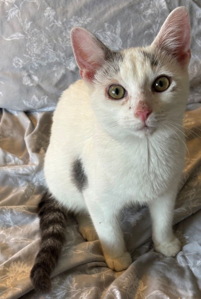 CHIM CHIM - Domestic Short Hair available for adoption