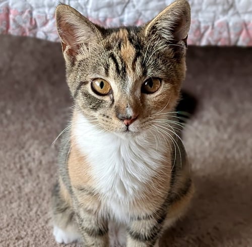 KALIE - Tortoiseshell / Domestic Short Hair available for adoption