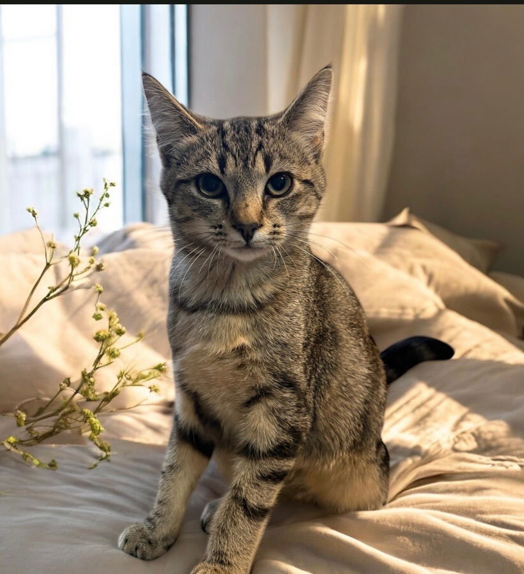 DALTON - Tabby / Domestic Short Hair available for adoption