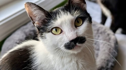 CHARLEY - Domestic Short Hair available for adoption