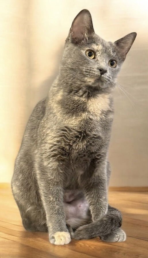 MISSY - Tortoiseshell / Domestic Short Hair available for adoption