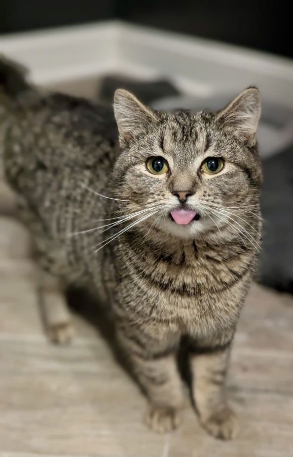 JINU - Tabby / Domestic Short Hair available for adoption