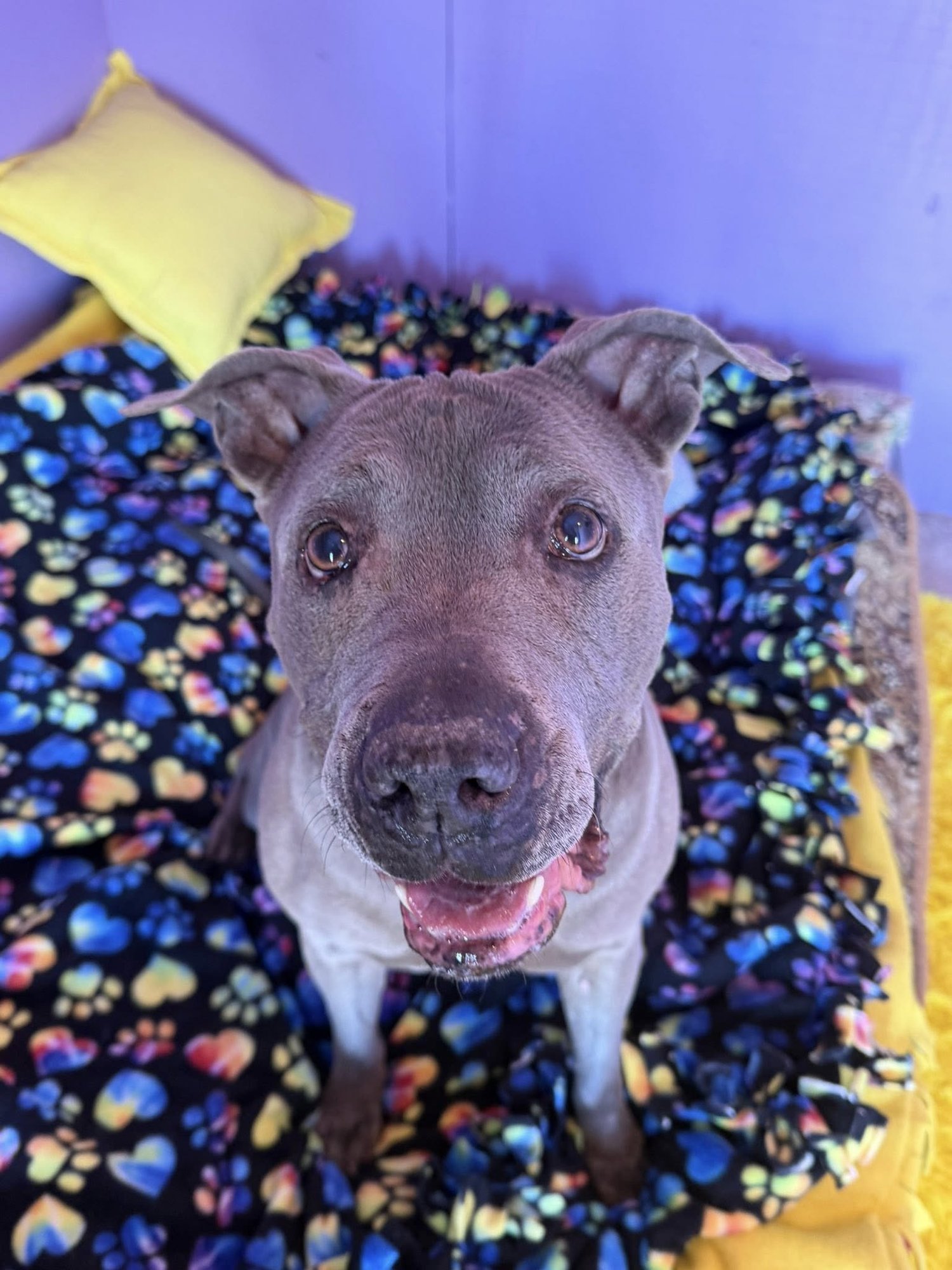 RAYNA - American Staffordshire Terrier available for adoption