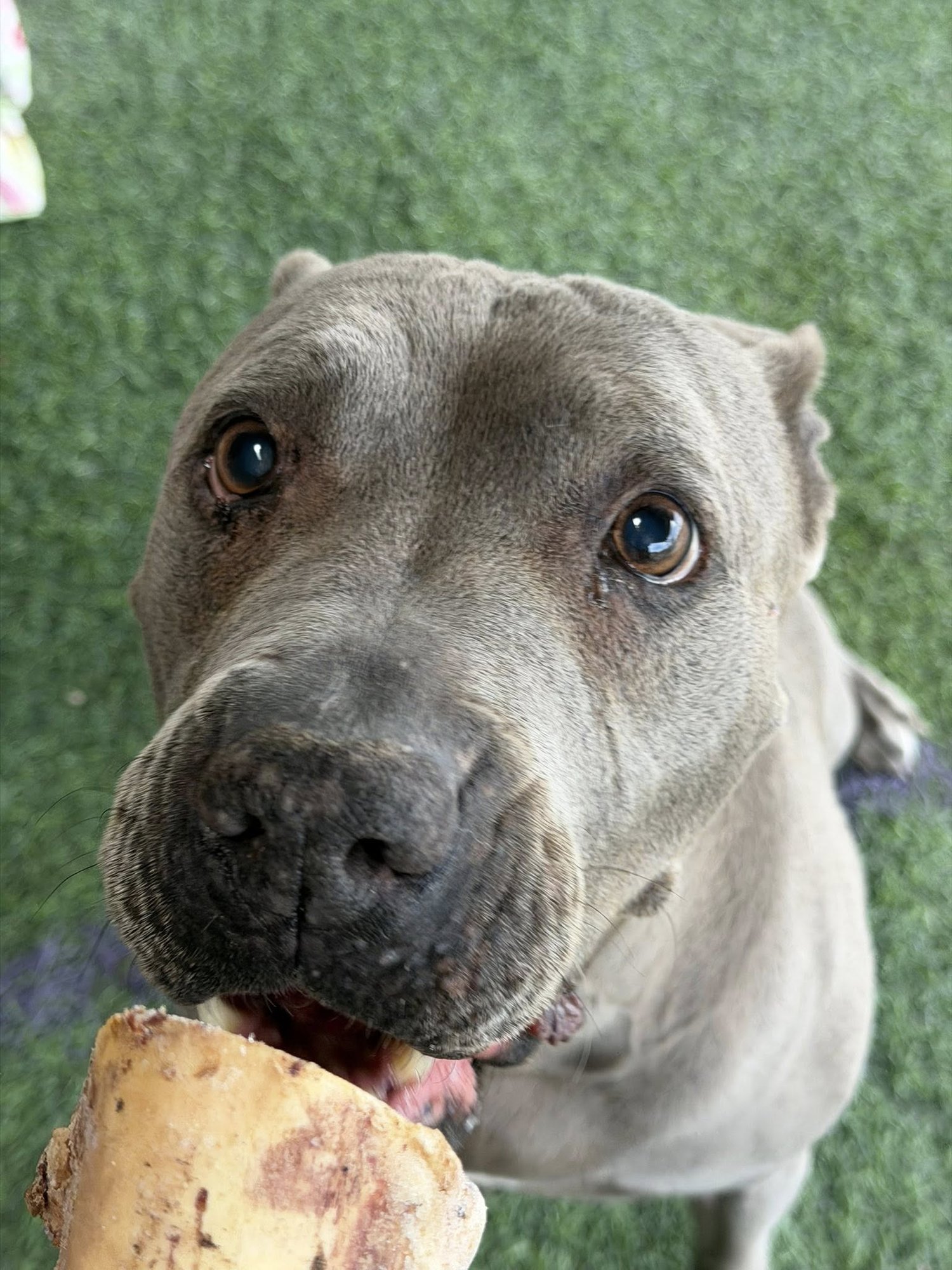 RAYNA - American Staffordshire Terrier available for adoption