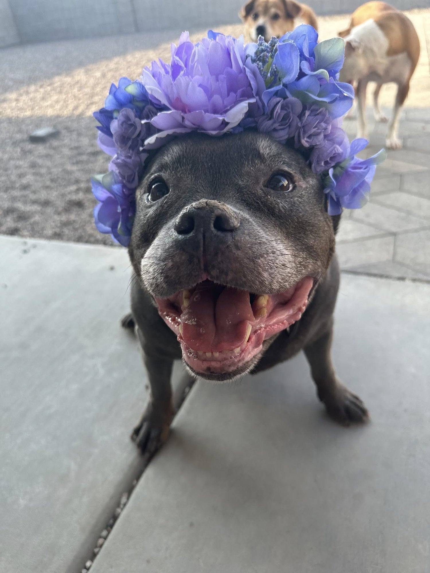AVA MAY - American Pit Bull Terrier / French Bulldog available for adoption