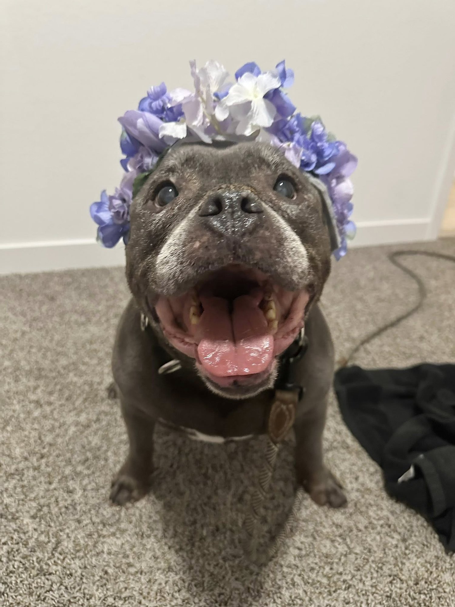 AVA MAY - American Pit Bull Terrier / French Bulldog available for adoption