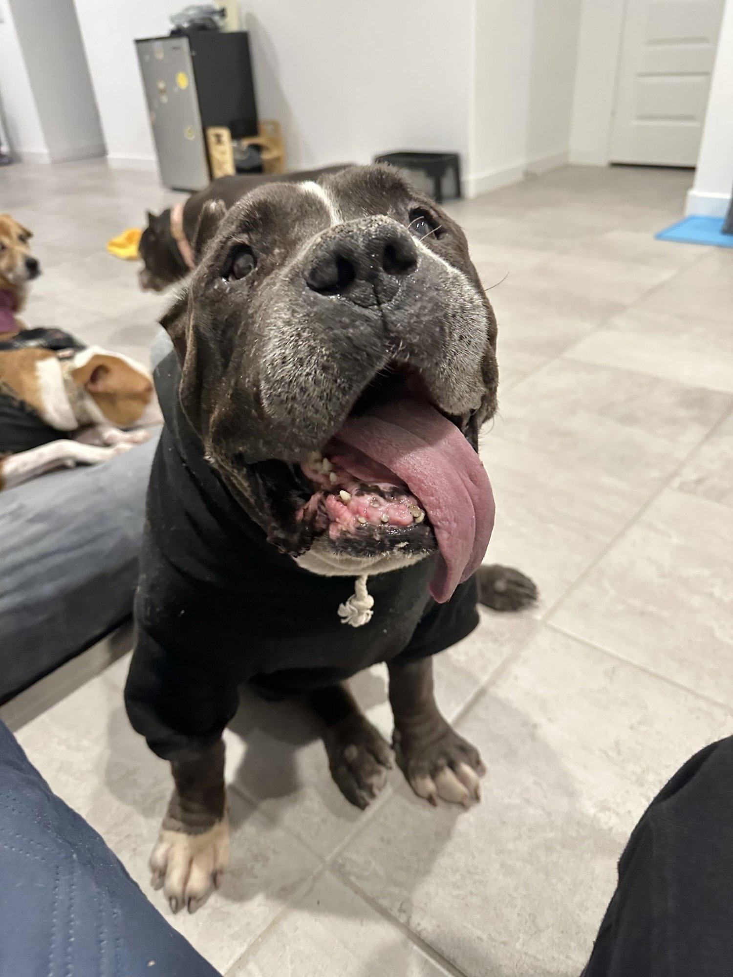 ARMANI - American Staffordshire Terrier / Mastiff available for adoption