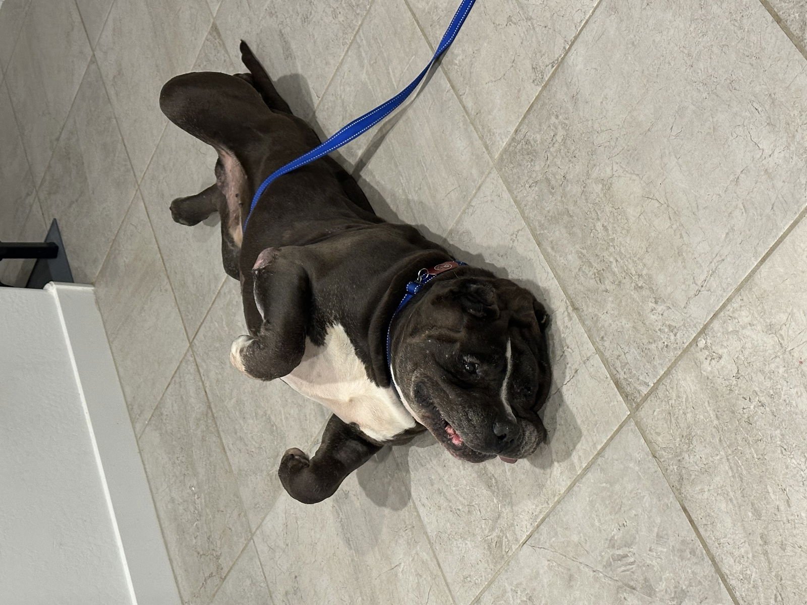 ARMANI - American Staffordshire Terrier / Mastiff available for adoption