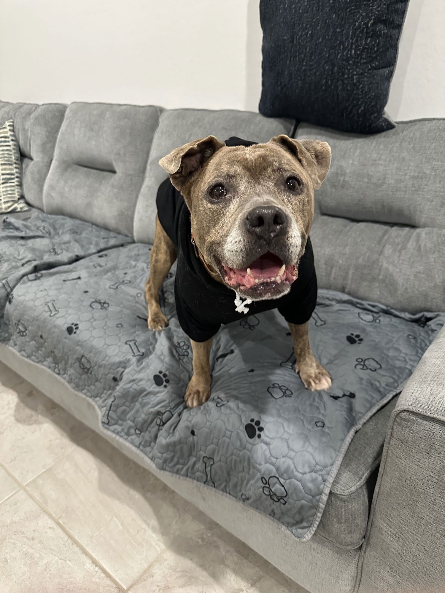 ROSIE - Staffordshire Bull Terrier / American Staffordshire Terrier available for adoption