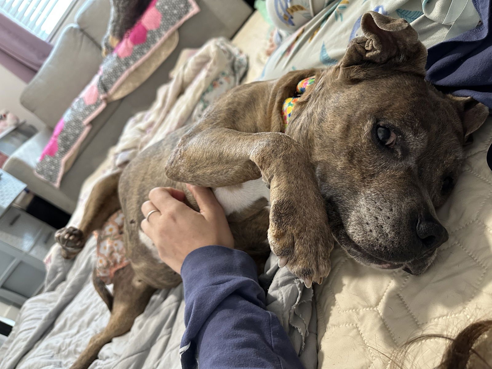 ROSIE - Staffordshire Bull Terrier / American Staffordshire Terrier available for adoption