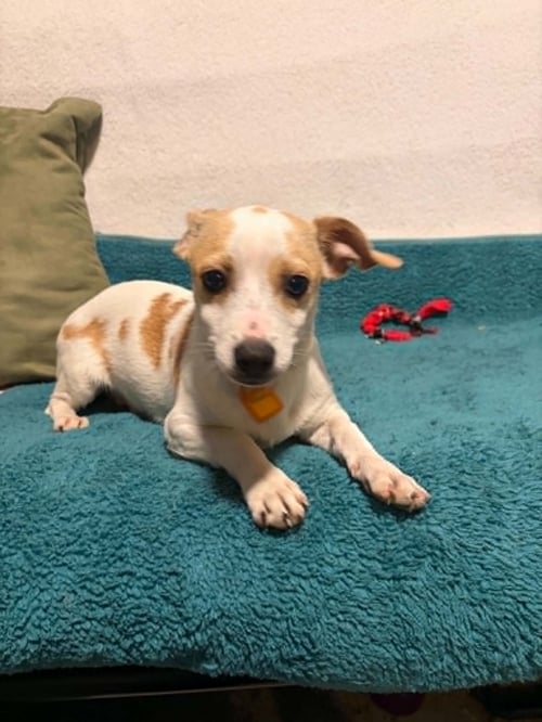 BIRCH - Chihuahua available for adoption