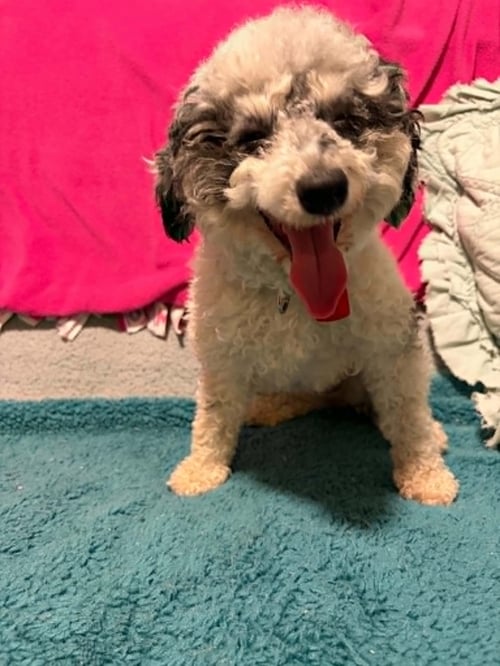 RAINBOW PUNCH - Poodle (Miniature) for adoption in Racine