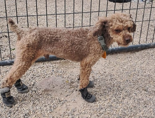 LINDEN - Poodle (Miniature) for adoption in Racine