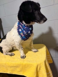 Bodie - reduced adoption fee - Photo 2