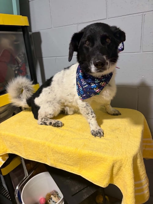 BODIE - REDUCED ADOPTION FEE - Border Collie / Basset Hound for adoption in Racine