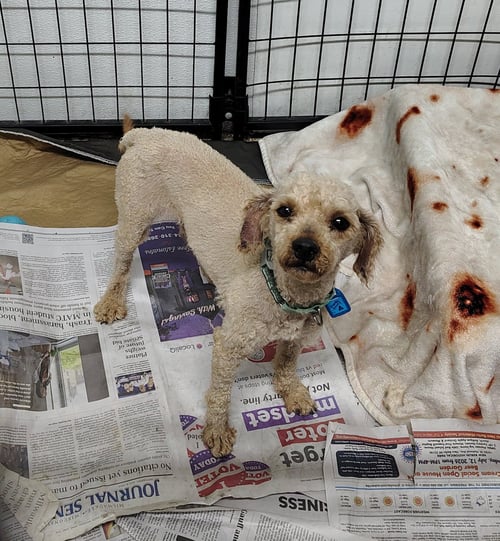 SHARKLEBERRY FIN - Poodle (Miniature) for adoption in Racine