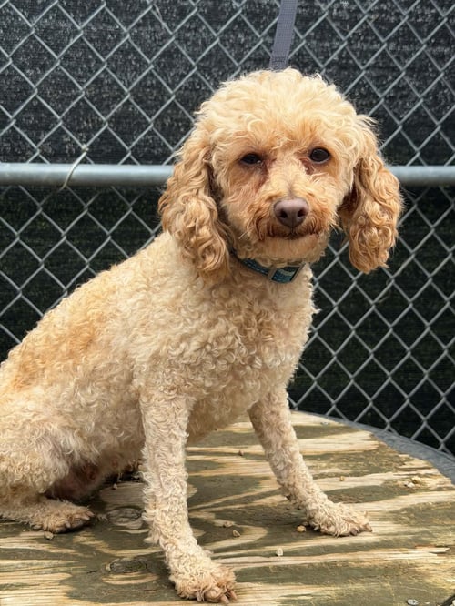PECAN - Poodle (Miniature) for adoption in Racine
