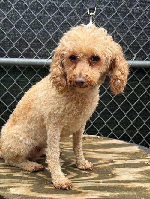 PECAN - Poodle (Miniature) available for adoption