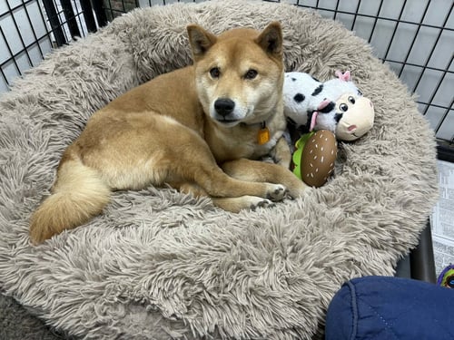 SKOR - Shiba Inu available for adoption