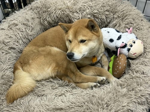 SKOR - Shiba Inu available for adoption
