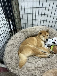 Skor - Photo 3