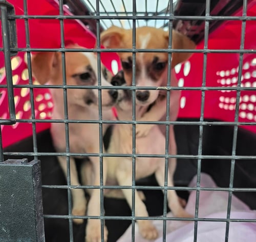 NOUGAT, JUJUBE - Chihuahua for adoption in Milwaukee
