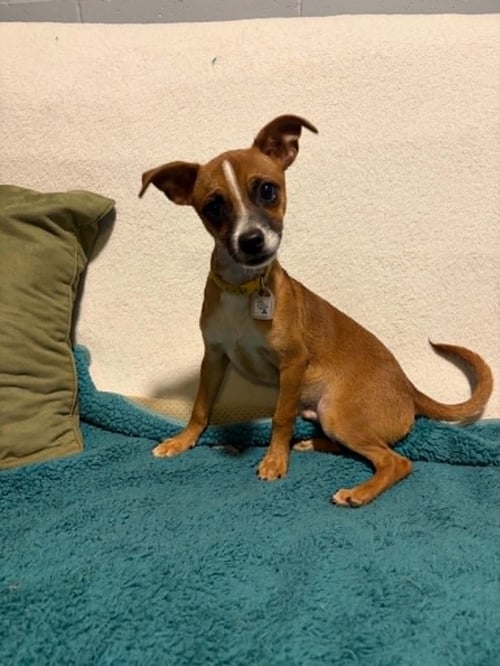 MOSS - Chihuahua available for adoption