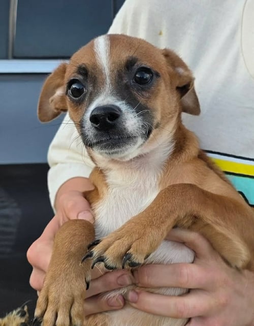 MOSS - Chihuahua for adoption in Racine