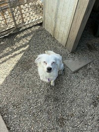 Bright Frankie - Photo 4