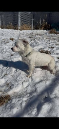 Bright Frankie - Photo 8