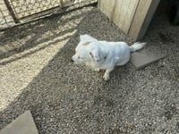 Bright Frankie - Photo 5