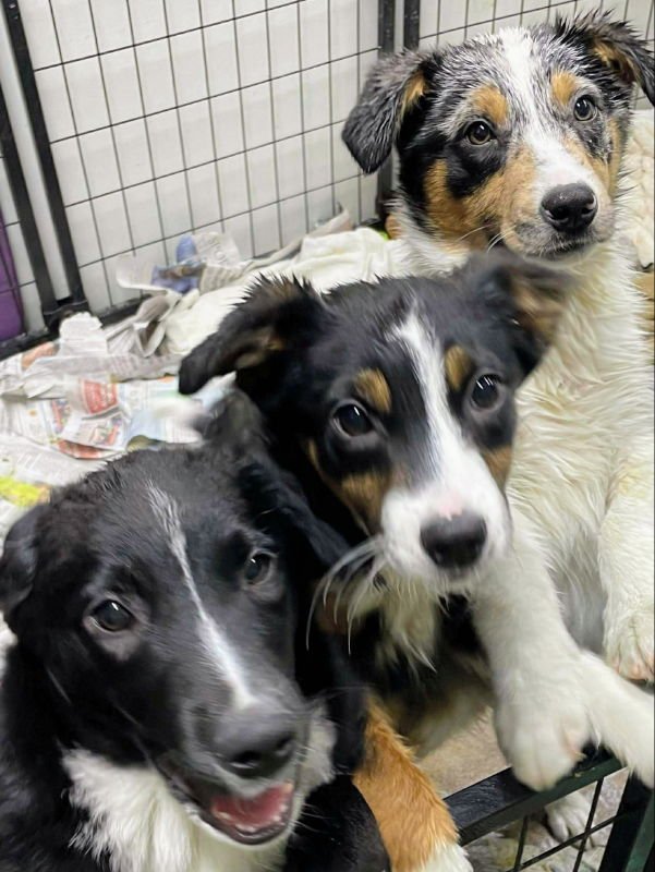 ZOINK, ZOOMI, ZAIDEN, ZARA - Australian Shepherd available for adoption