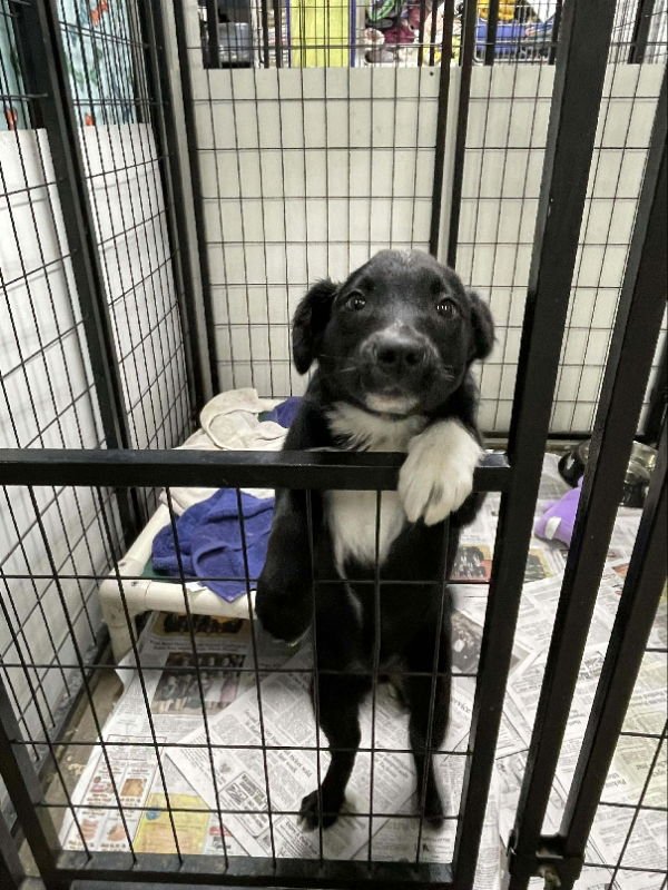 ZOINK, ZOOMI, ZAIDEN, ZARA - Australian Shepherd available for adoption