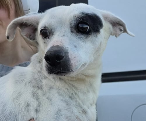 TERE - Jack Russell Terrier available for adoption