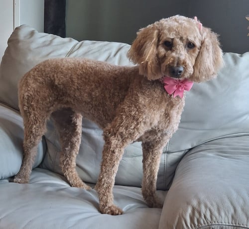 WAVERLY - Poodle (Miniature) / Golden Retriever for adoption in Racine