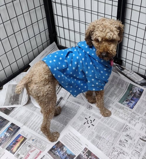 WAVERLY - Poodle (Standard) / Golden Retriever for adoption in Racine