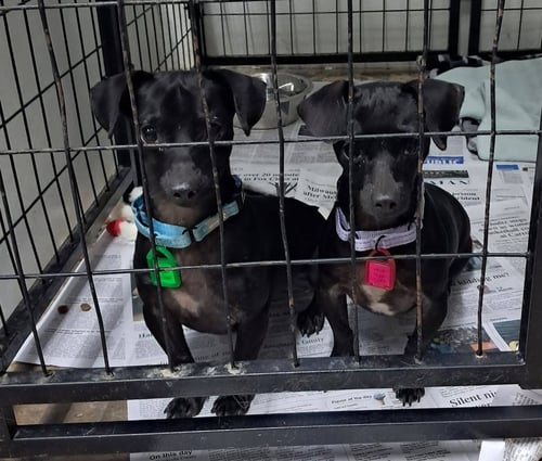 MILLIE - Dachshund for adoption in Racine