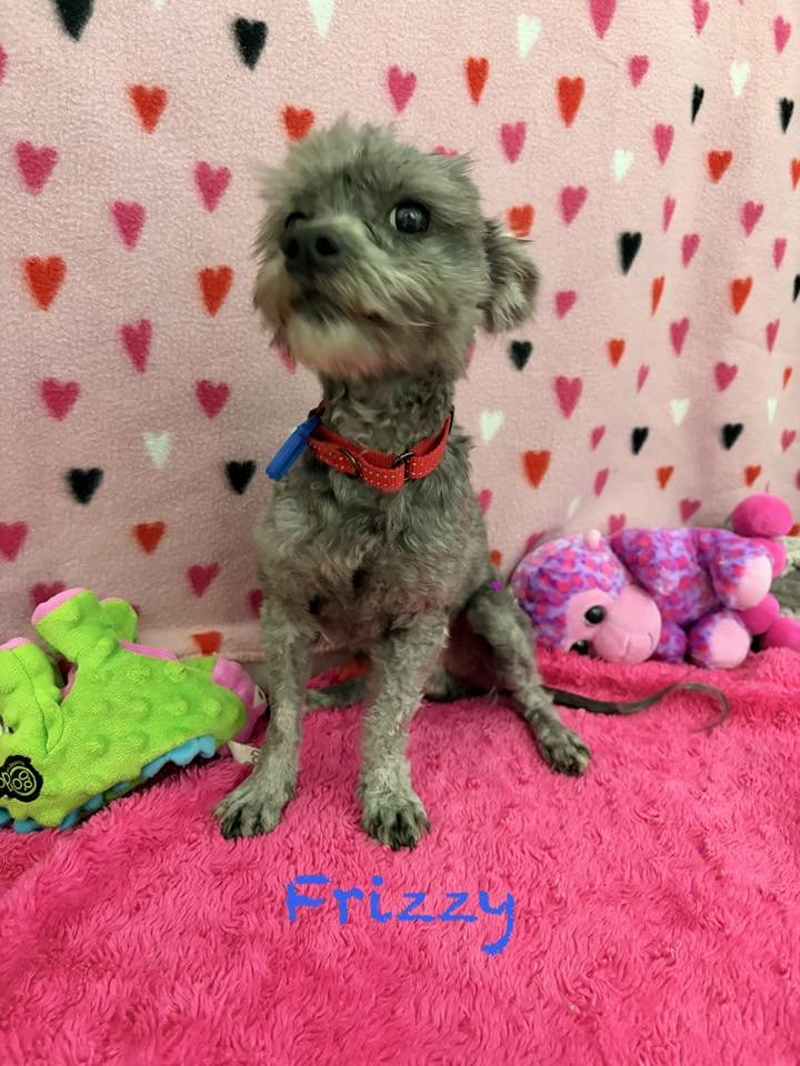 FRIZZY - Poodle (Toy) / Yorkshire Terrier Yorkie available for adoption