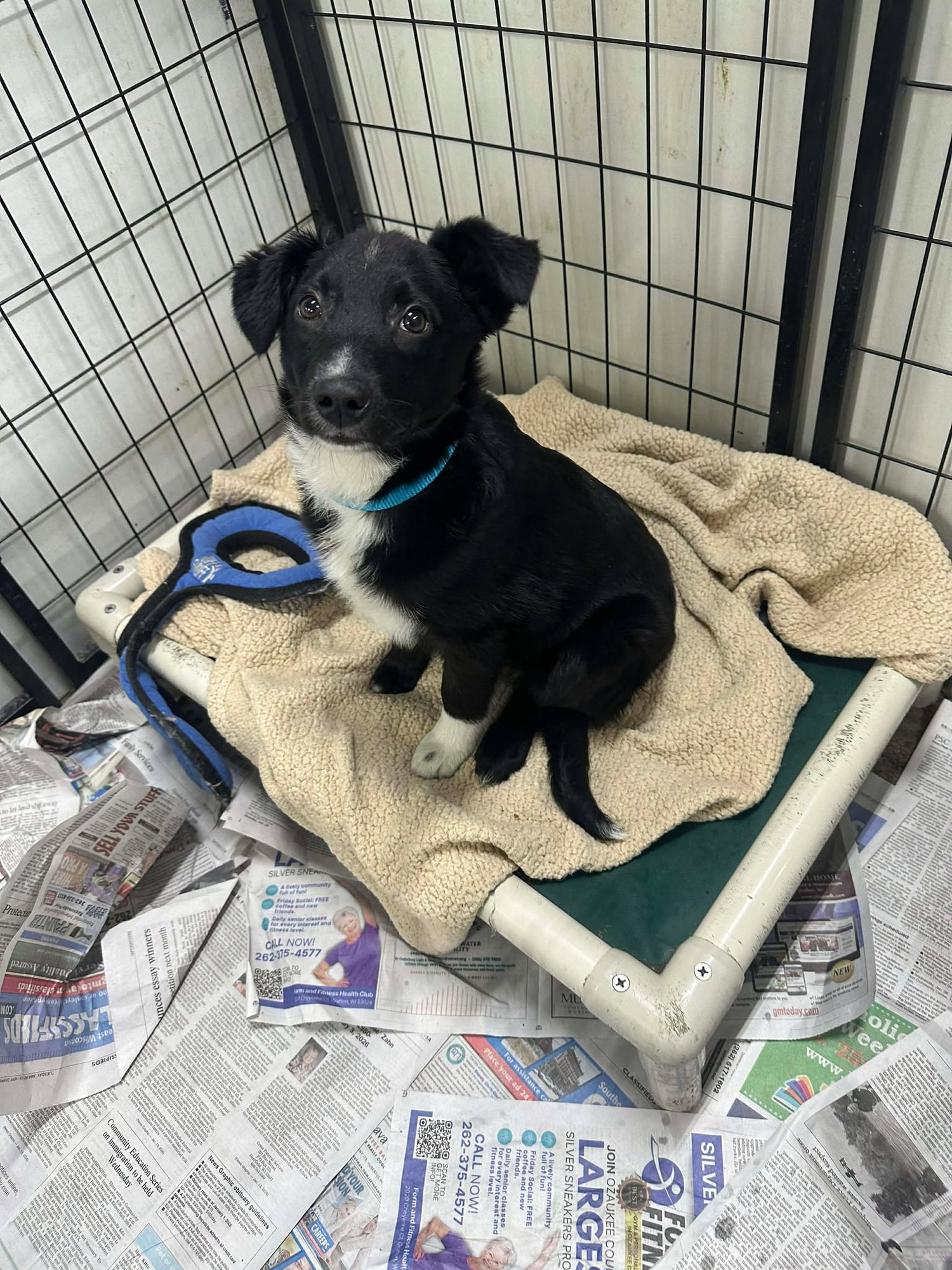 ZAIDEN - Australian Shepherd available for adoption