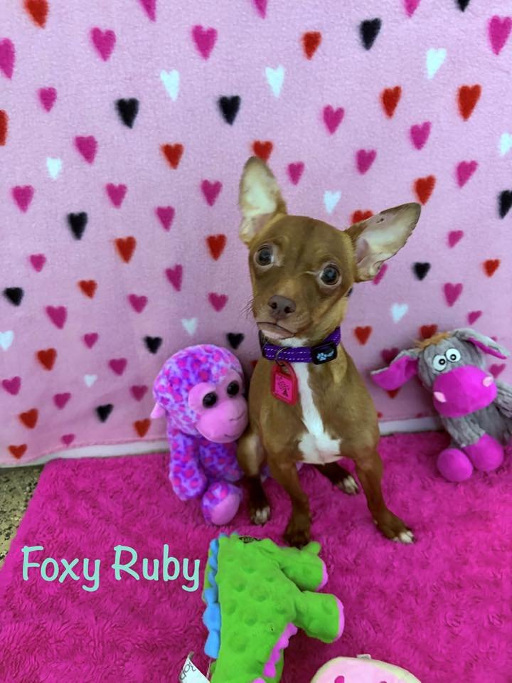 FOXY RUBY - Chihuahua available for adoption