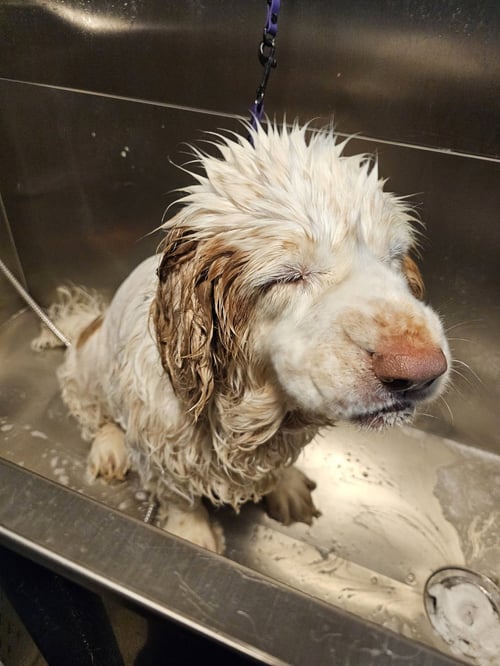 PHOEBE - Clumber Spaniel available for adoption