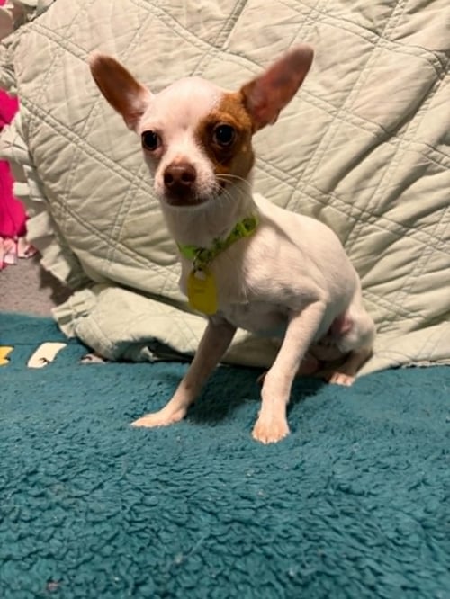 ZOOMER - Chihuahua available for adoption