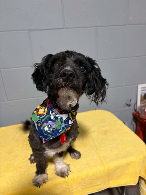 CLOVER - Poodle (Miniature) / Shih Tzu available for adoption