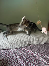 Lily Kitten - Photo 2