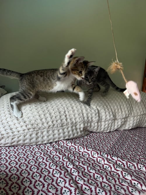 LILY KITTEN - Domestic Short Hair available for adoption