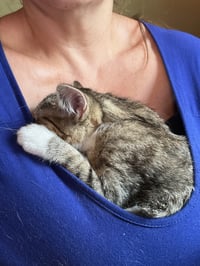 Lily Kitten - Photo 1
