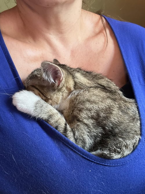 LILY KITTEN - Domestic Short Hair for adoption in Racine
