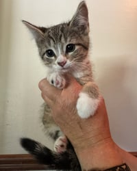 Lily Kitten - Photo 3